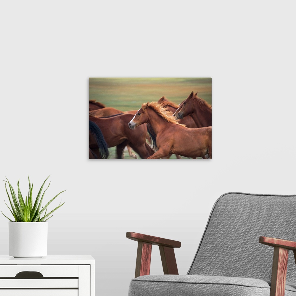 A modern room featuring Herd of horses running near Fairplay, Colorado