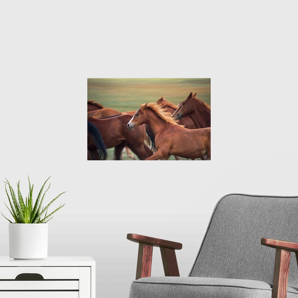 A modern room featuring Herd of horses running near Fairplay, Colorado