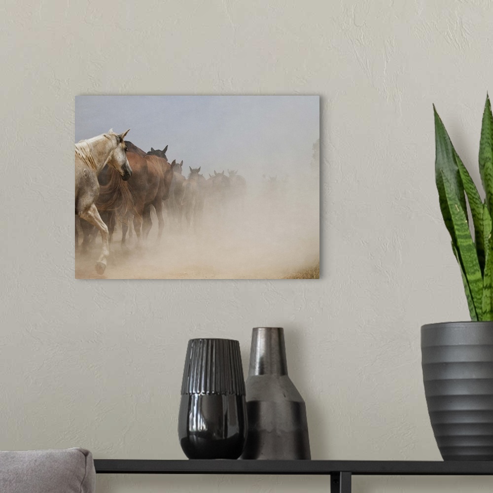 A modern room featuring White horse stands among herd of wild horses galloping in cloud of dust in Almonte, Huelva.