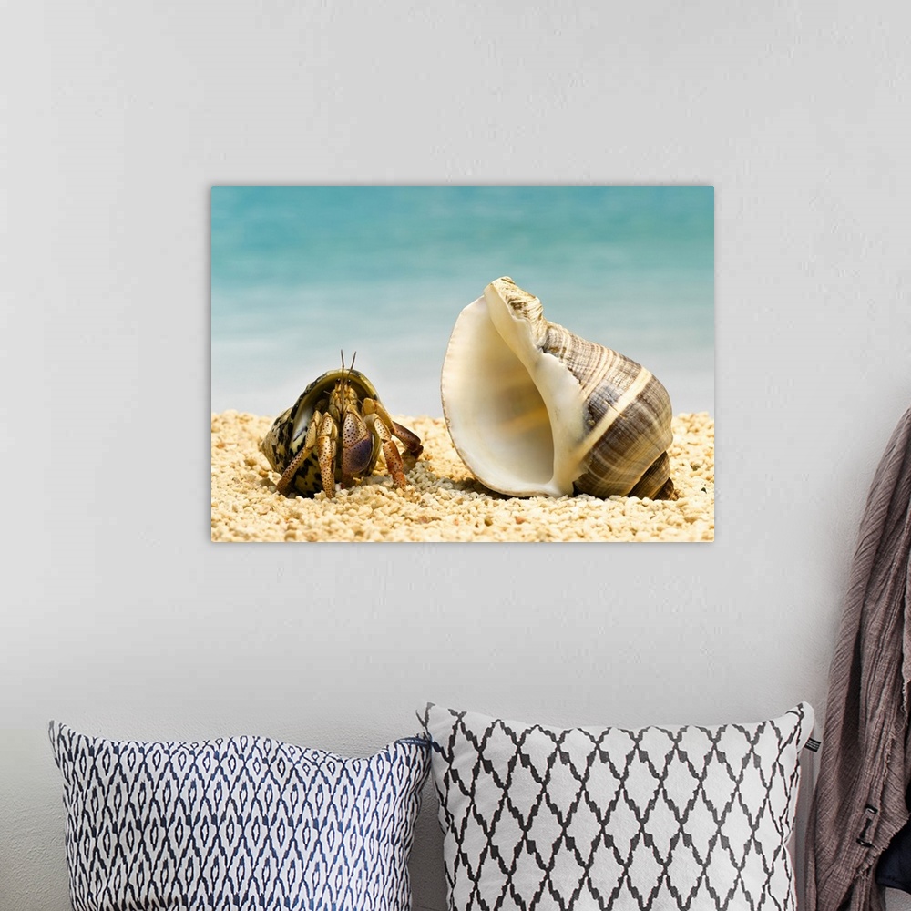 A bohemian room featuring Hermit crab looking at larger shell