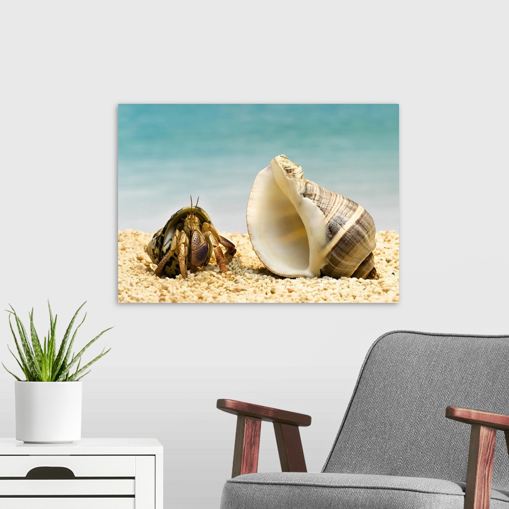A modern room featuring Hermit crab looking at larger shell