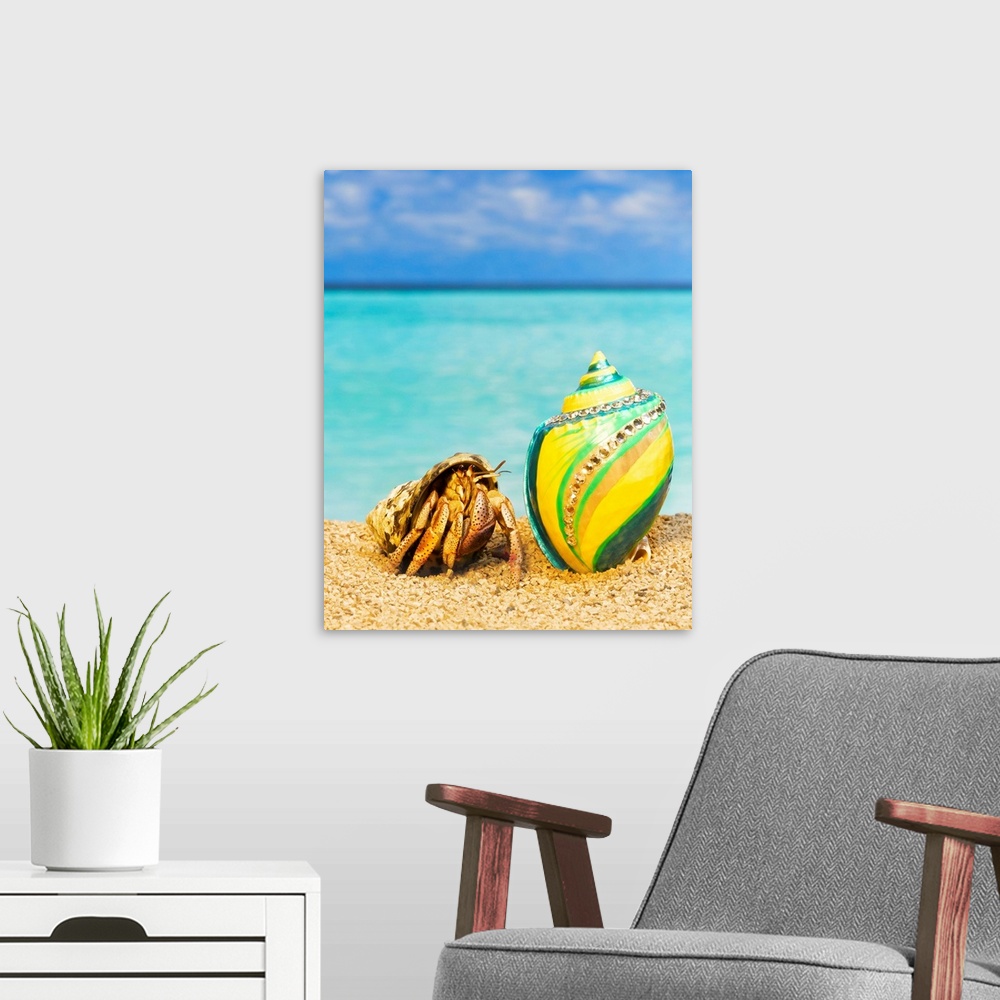 A modern room featuring Hermit crab looking at shells with rhinestones