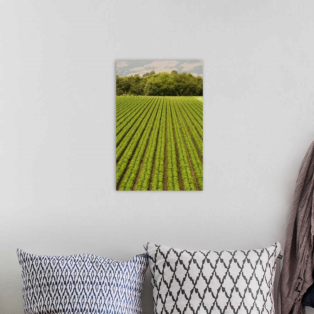 A bohemian room featuring High angle view of a farm, California, USA