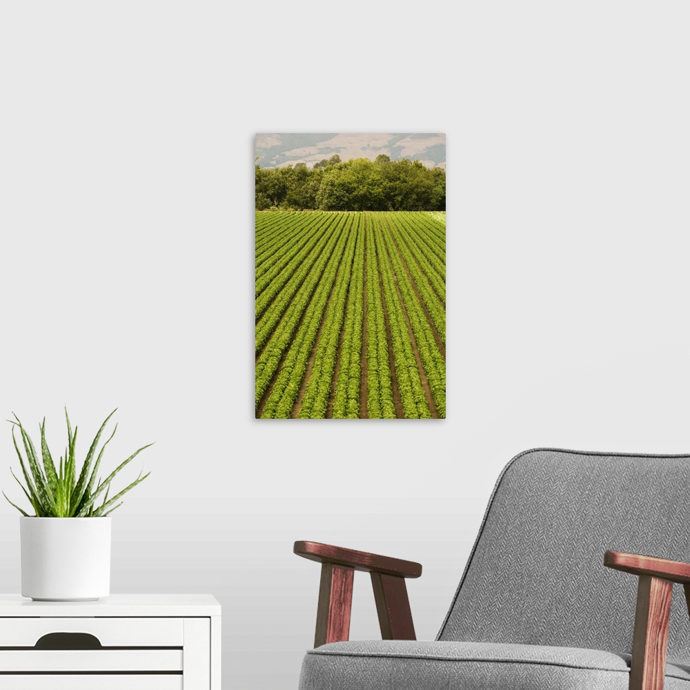 A modern room featuring High angle view of a farm, California, USA