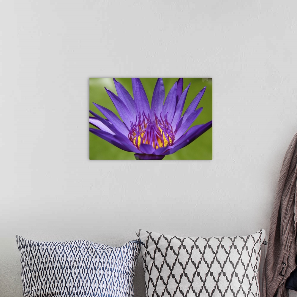 A bohemian room featuring High angle view of a lilac lotus flower in front of green leaves.