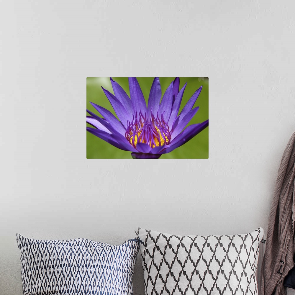 A bohemian room featuring High angle view of a lilac lotus flower in front of green leaves.