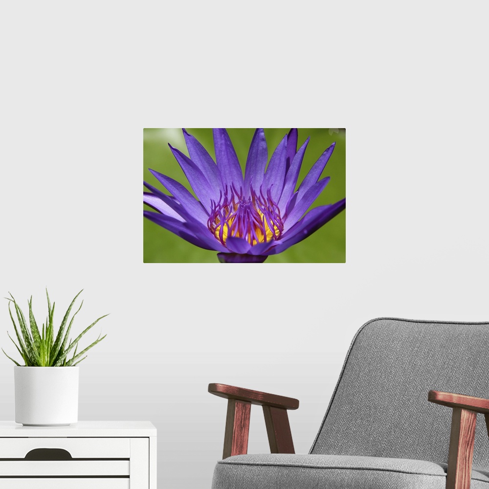 A modern room featuring High angle view of a lilac lotus flower in front of green leaves.