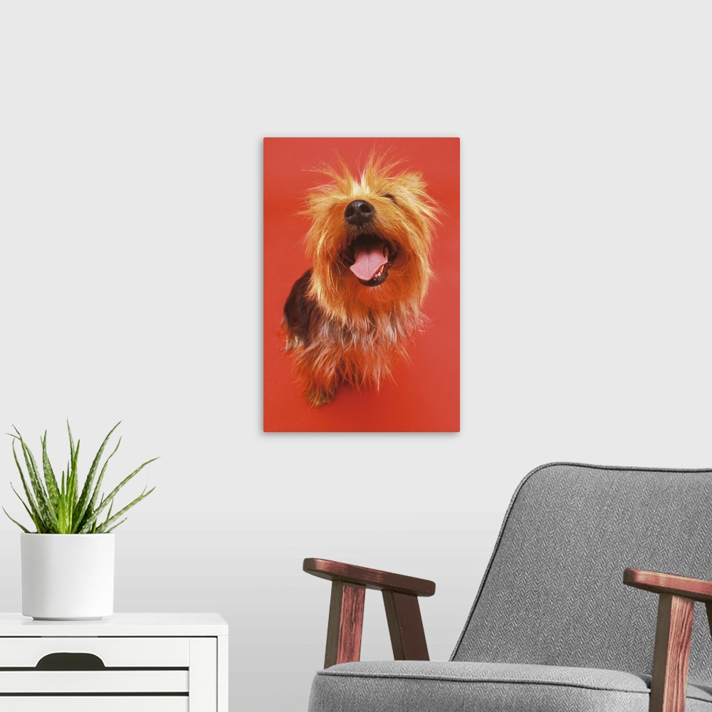 A modern room featuring high angle view of a Yorkshire terrier sitting with its mouth open and looking up