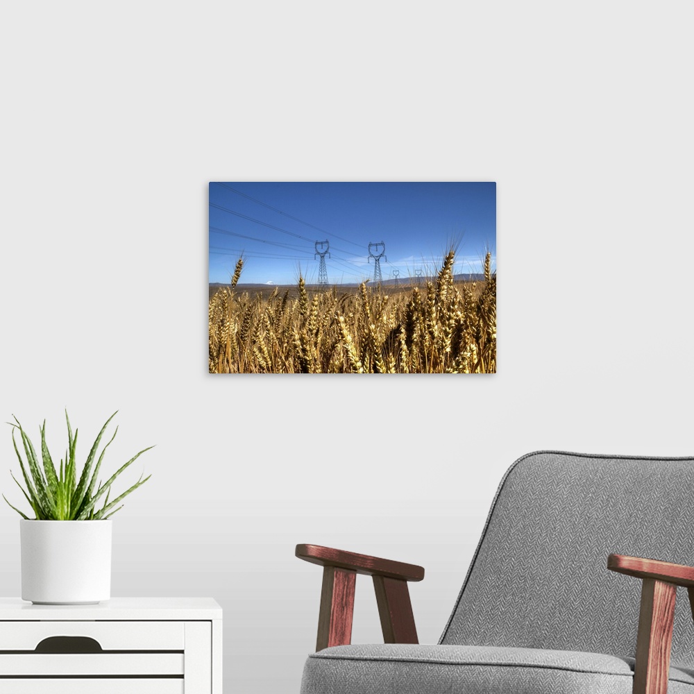 A modern room featuring High-tension power lines seen through a field of wheat in Wasco County, Oregon.