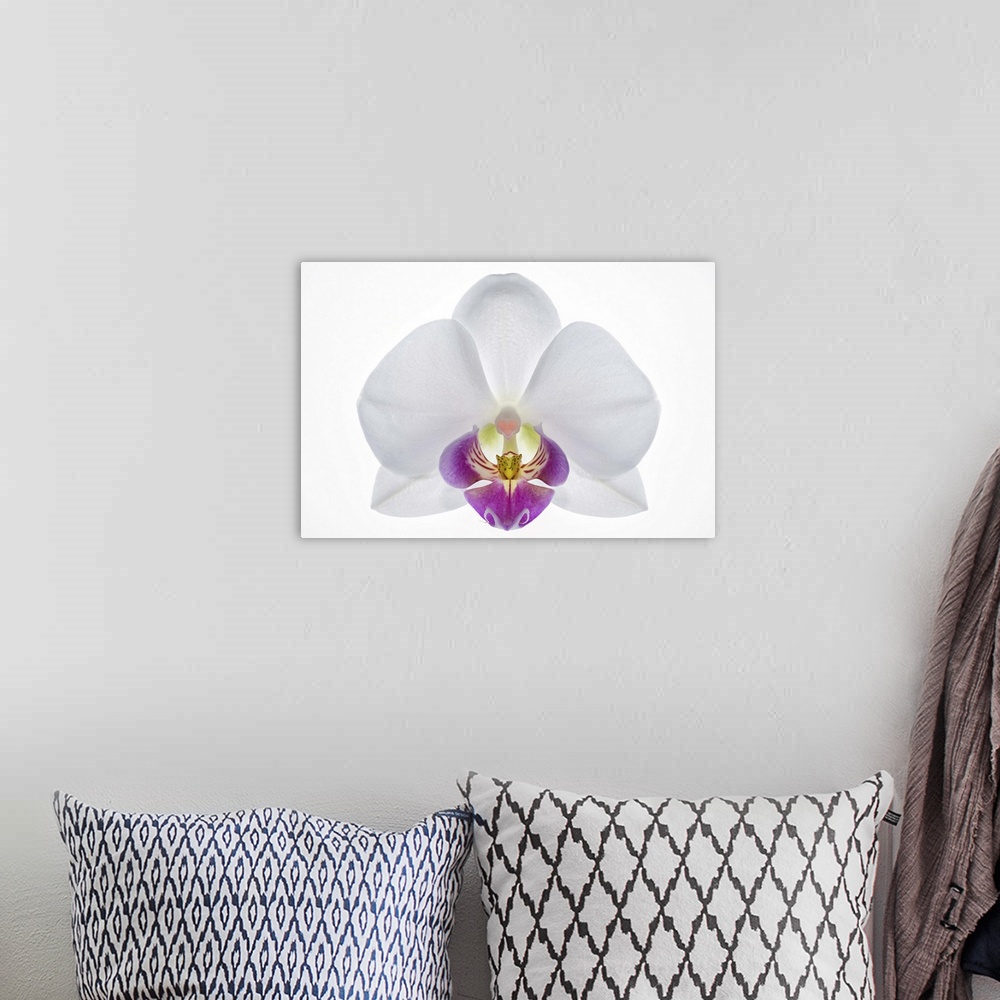 A bohemian room featuring Latin name: Phalaenopsis. A white orchid with a heart shaped callus.