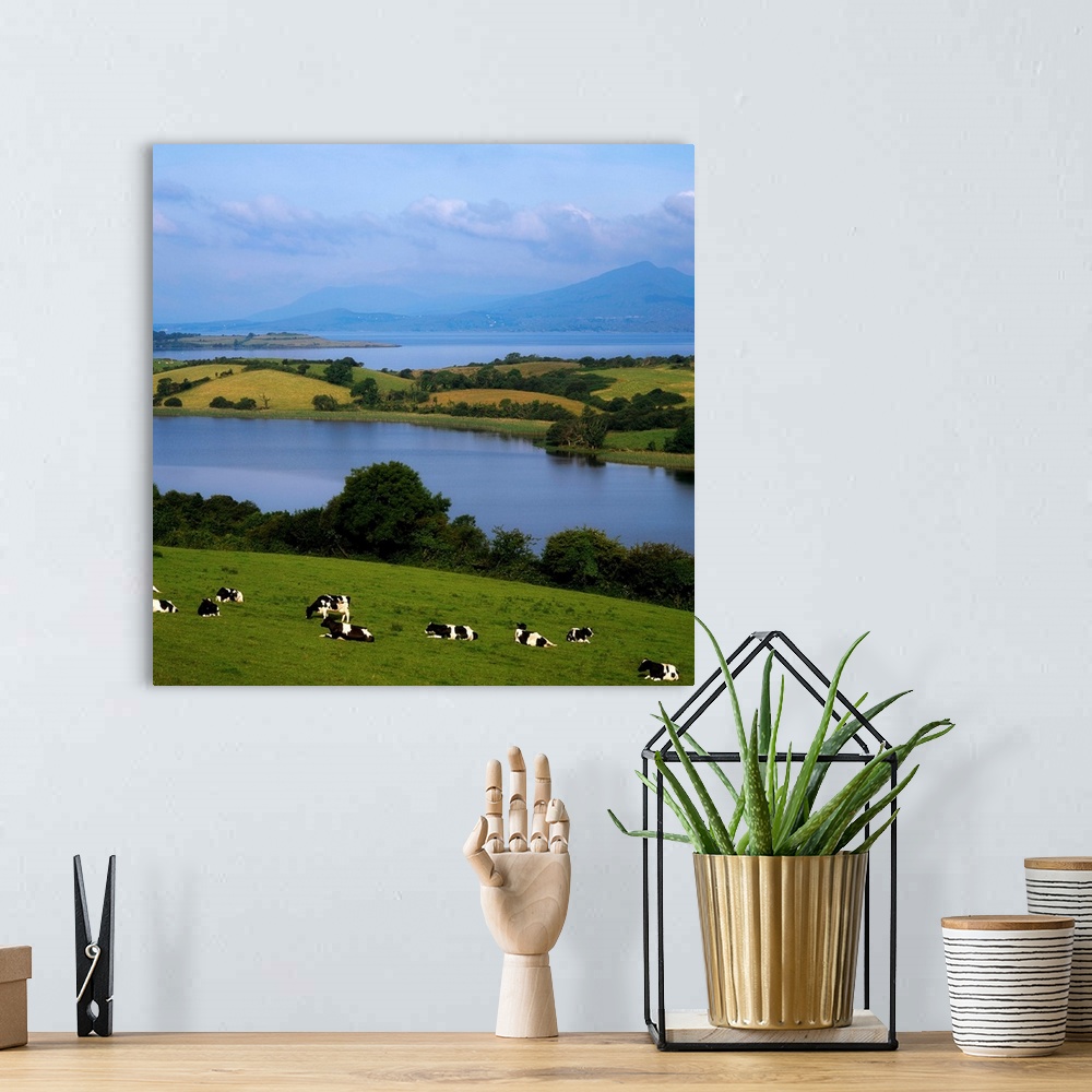 A bohemian room featuring Holstein-Fresian Cattle, Bantry Bay, Co Cork, Ireland