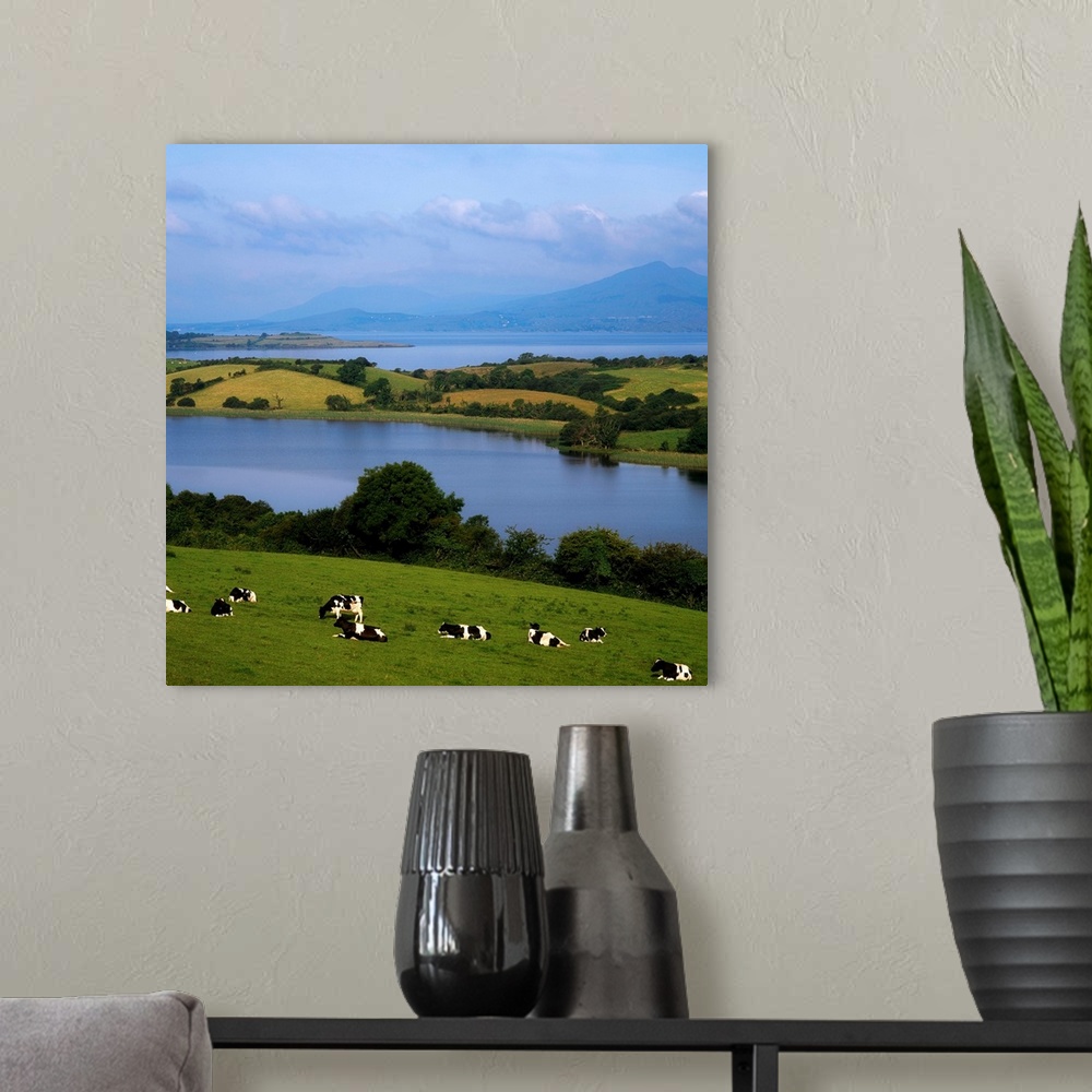 A modern room featuring Holstein-Fresian Cattle, Bantry Bay, Co Cork, Ireland