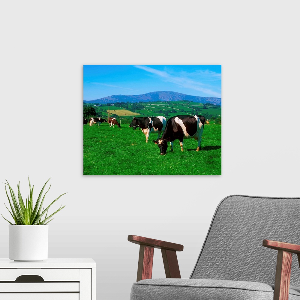 A modern room featuring Holstein-Friesian cows near Borris, County Carlow, Ireland