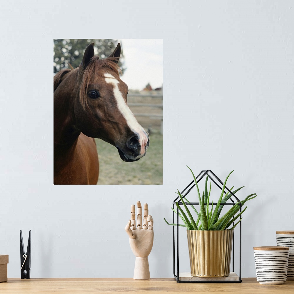 A bohemian room featuring Big, portrait photograph of the side of a horses face as he stares at the camera, a fenced in fie...