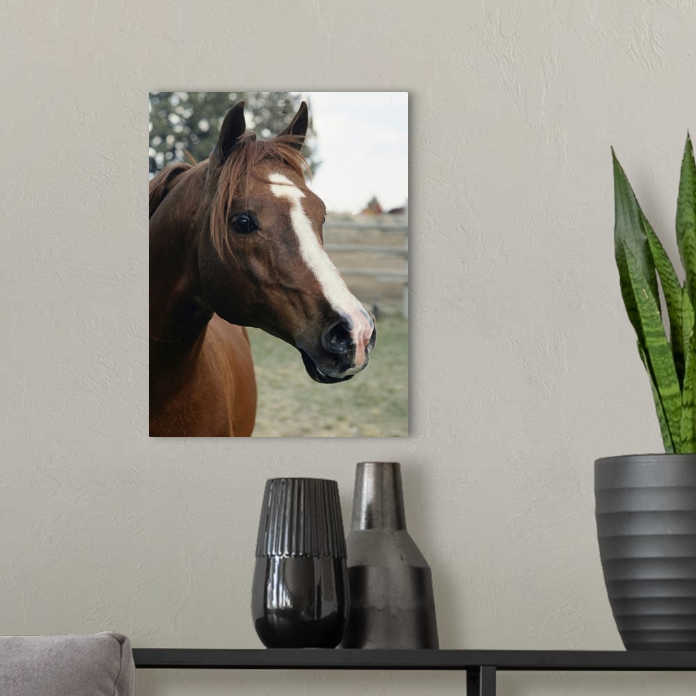 A modern room featuring Big, portrait photograph of the side of a horses face as he stares at the camera, a fenced in fie...