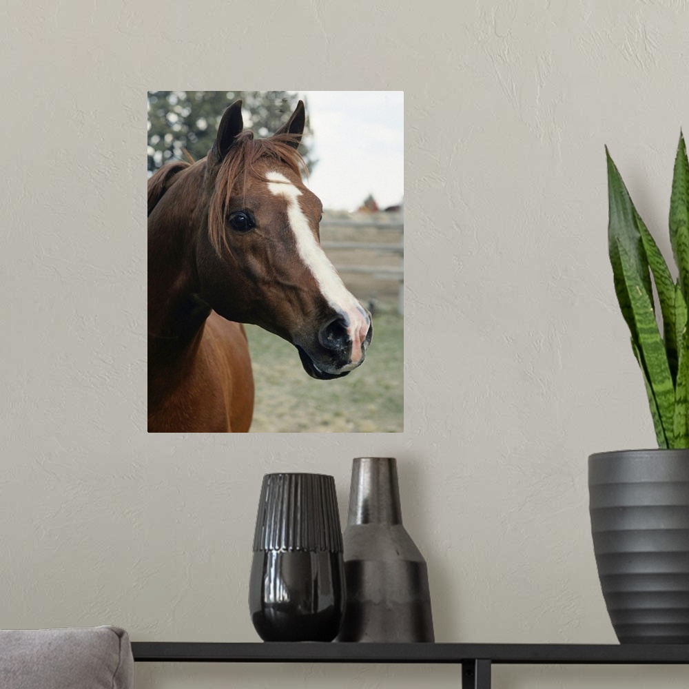 A modern room featuring Big, portrait photograph of the side of a horses face as he stares at the camera, a fenced in fie...