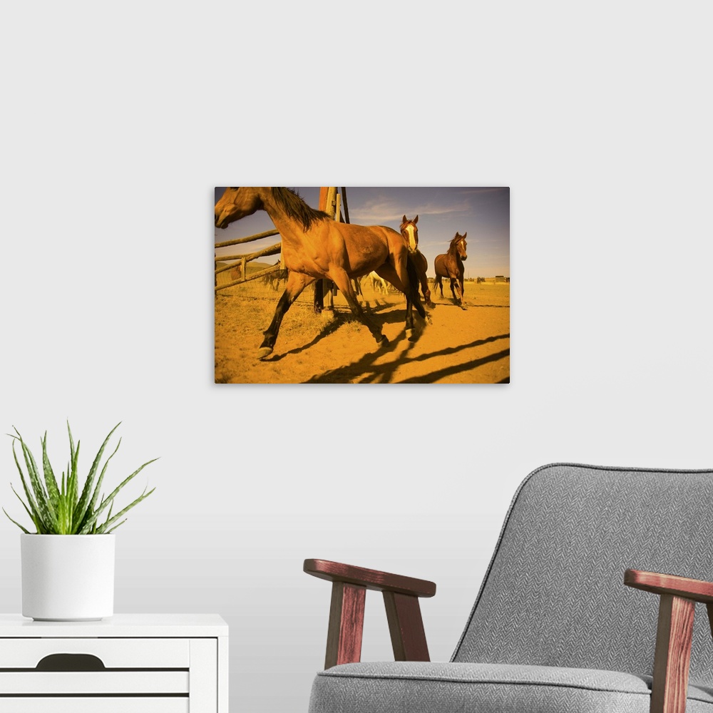 A modern room featuring Horse drive, horses returning to a corral