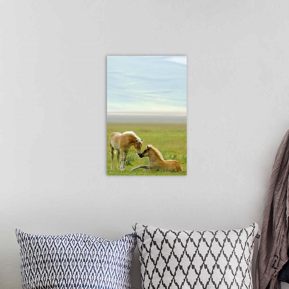 A bohemian room featuring Horse foals in field.