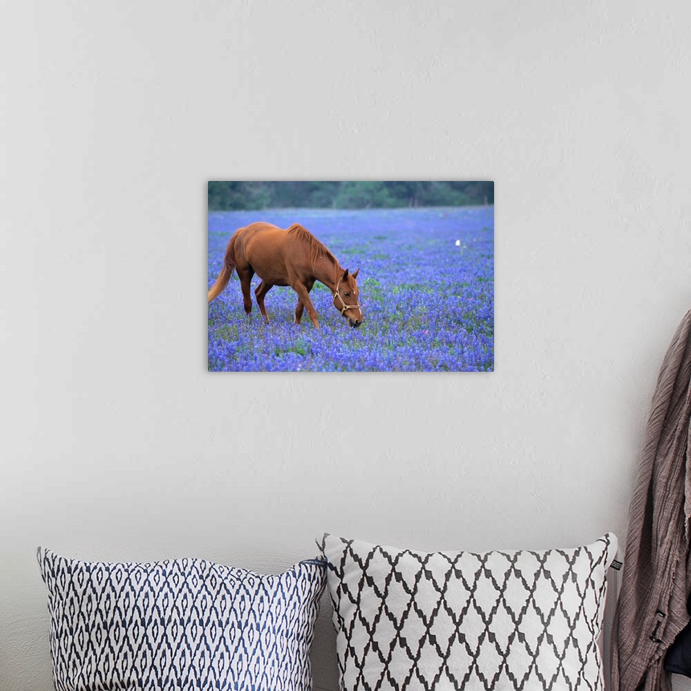 A bohemian room featuring Horse Grazing Among Bluebonnets