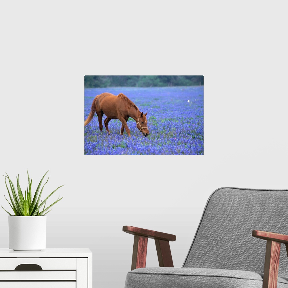 A modern room featuring Horse Grazing Among Bluebonnets