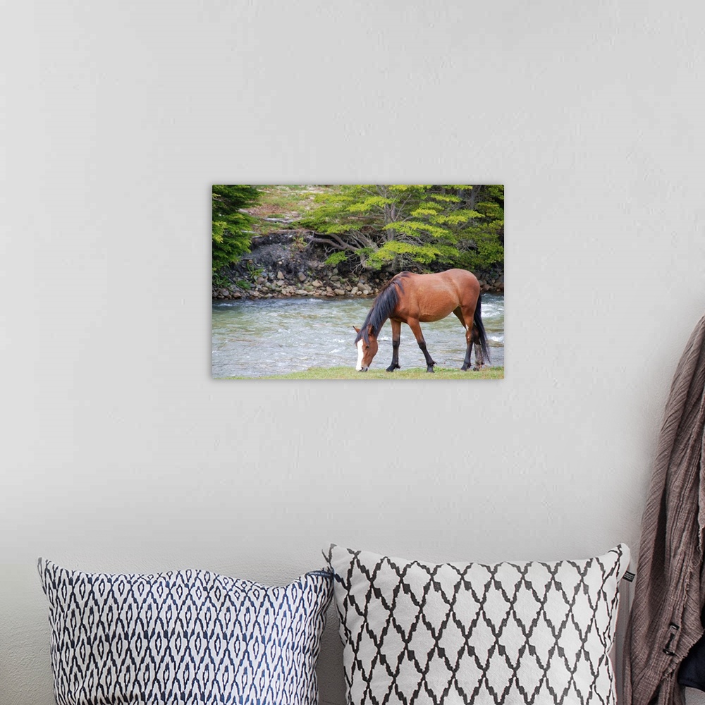 A bohemian room featuring Horse grazing at river side.