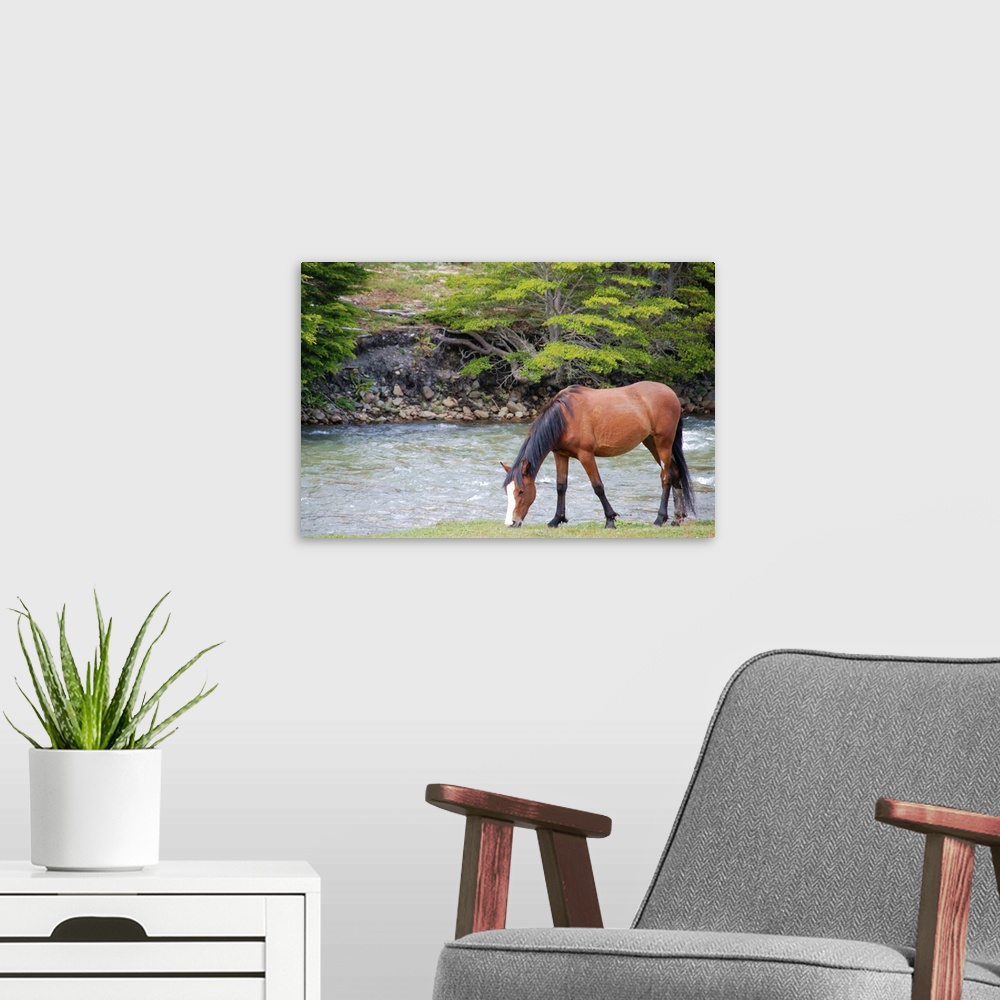 A modern room featuring Horse grazing at river side.