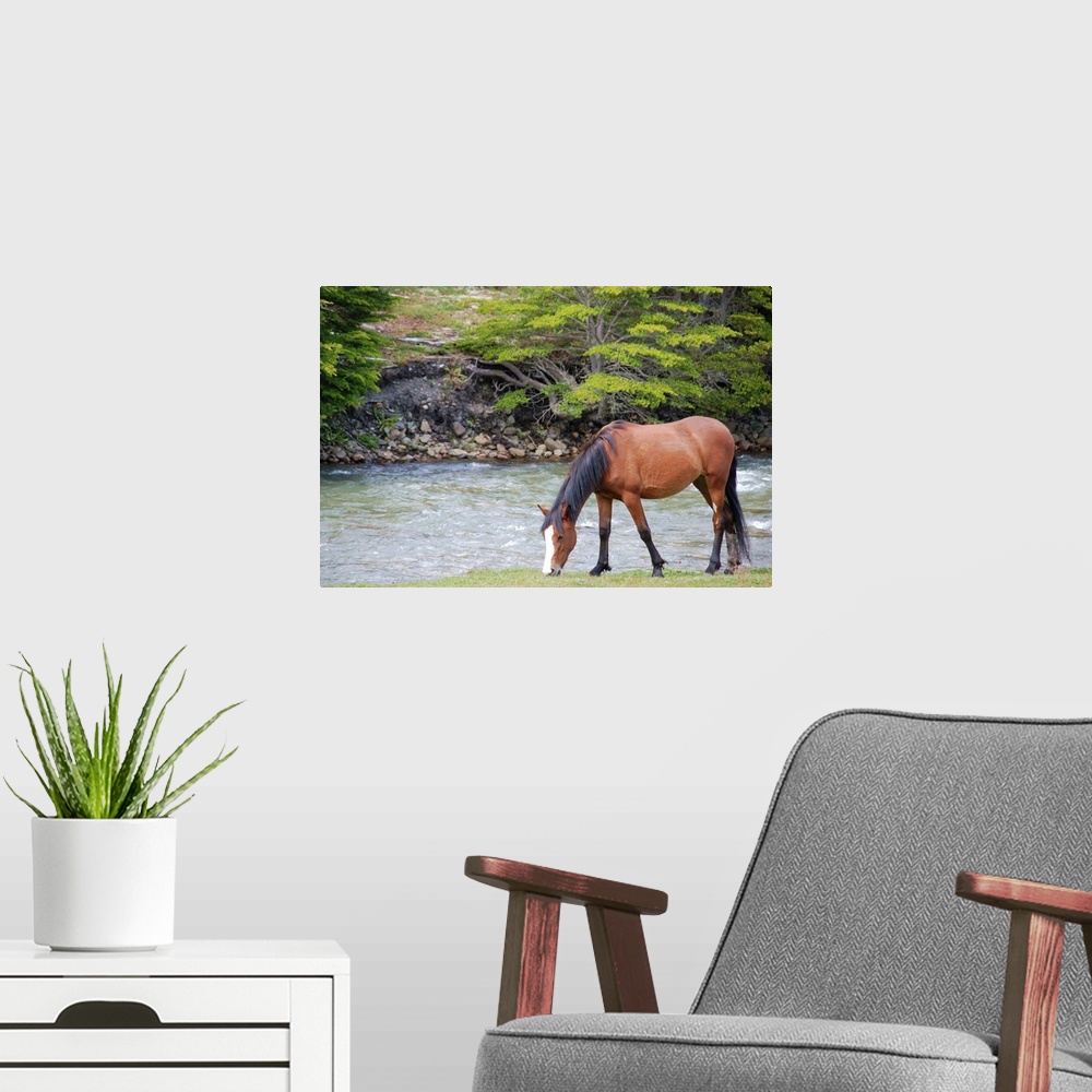A modern room featuring Horse grazing at river side.