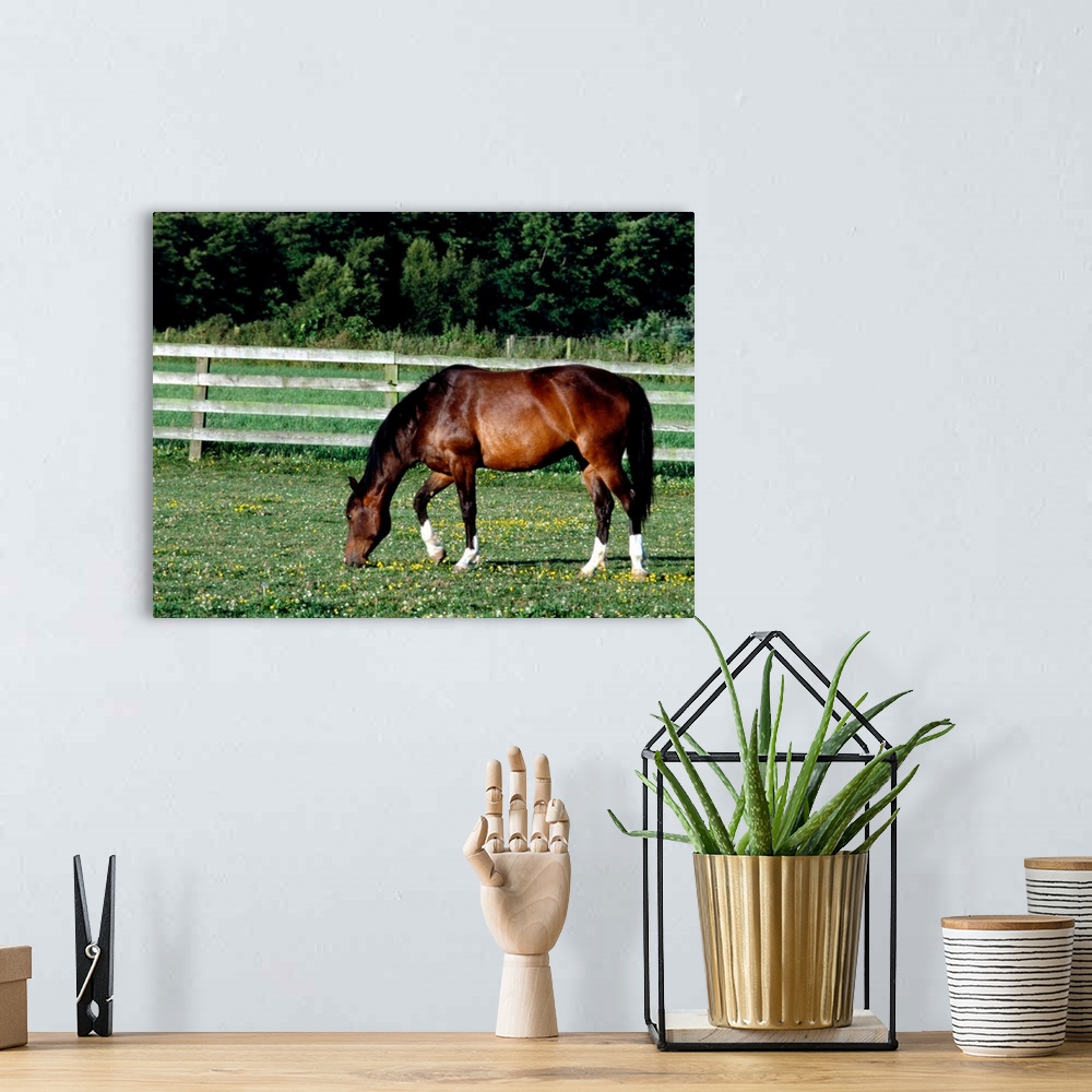 A bohemian room featuring Horse grazing in pasture