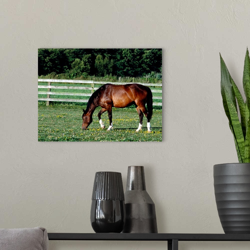 A modern room featuring Horse grazing in pasture