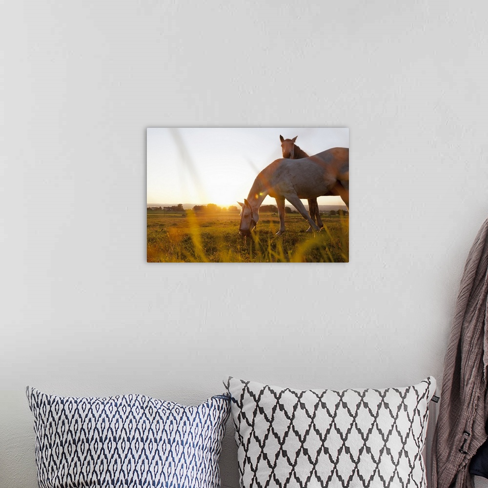 A bohemian room featuring Horse grazing in rural field