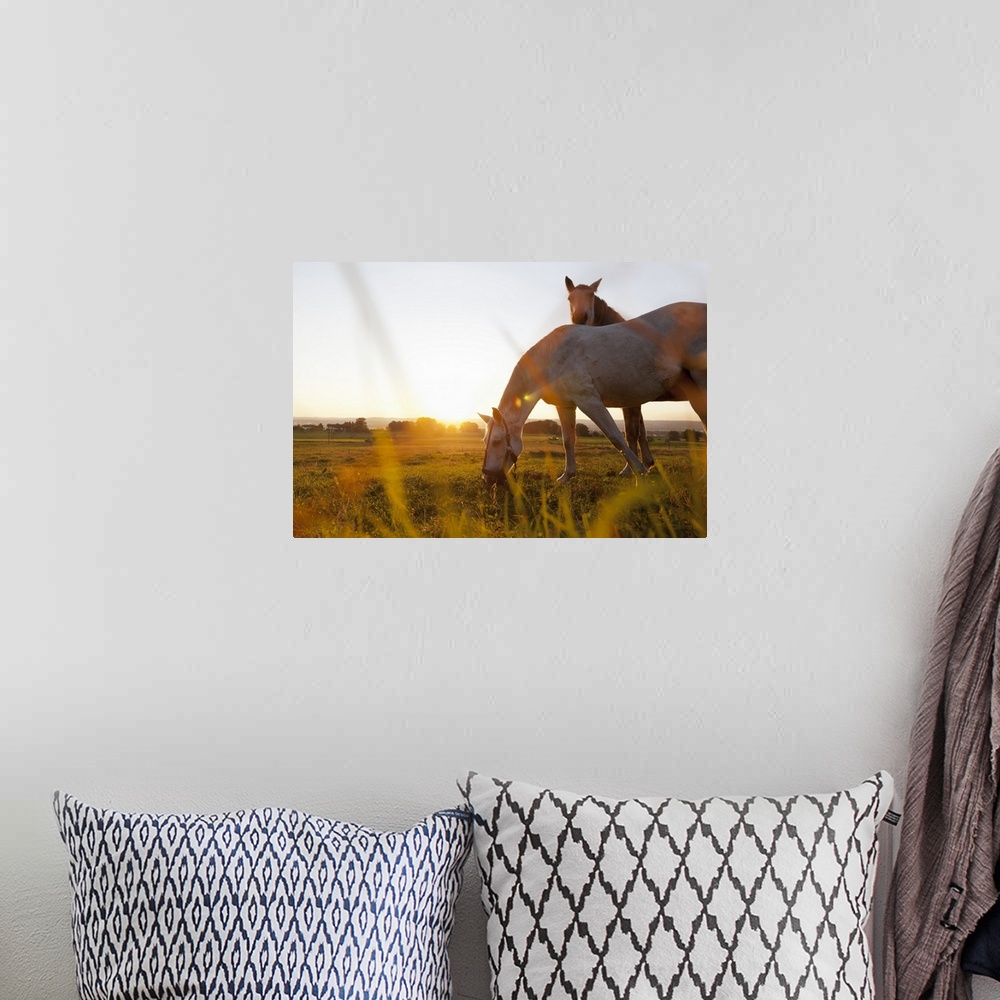A bohemian room featuring Horse grazing in rural field
