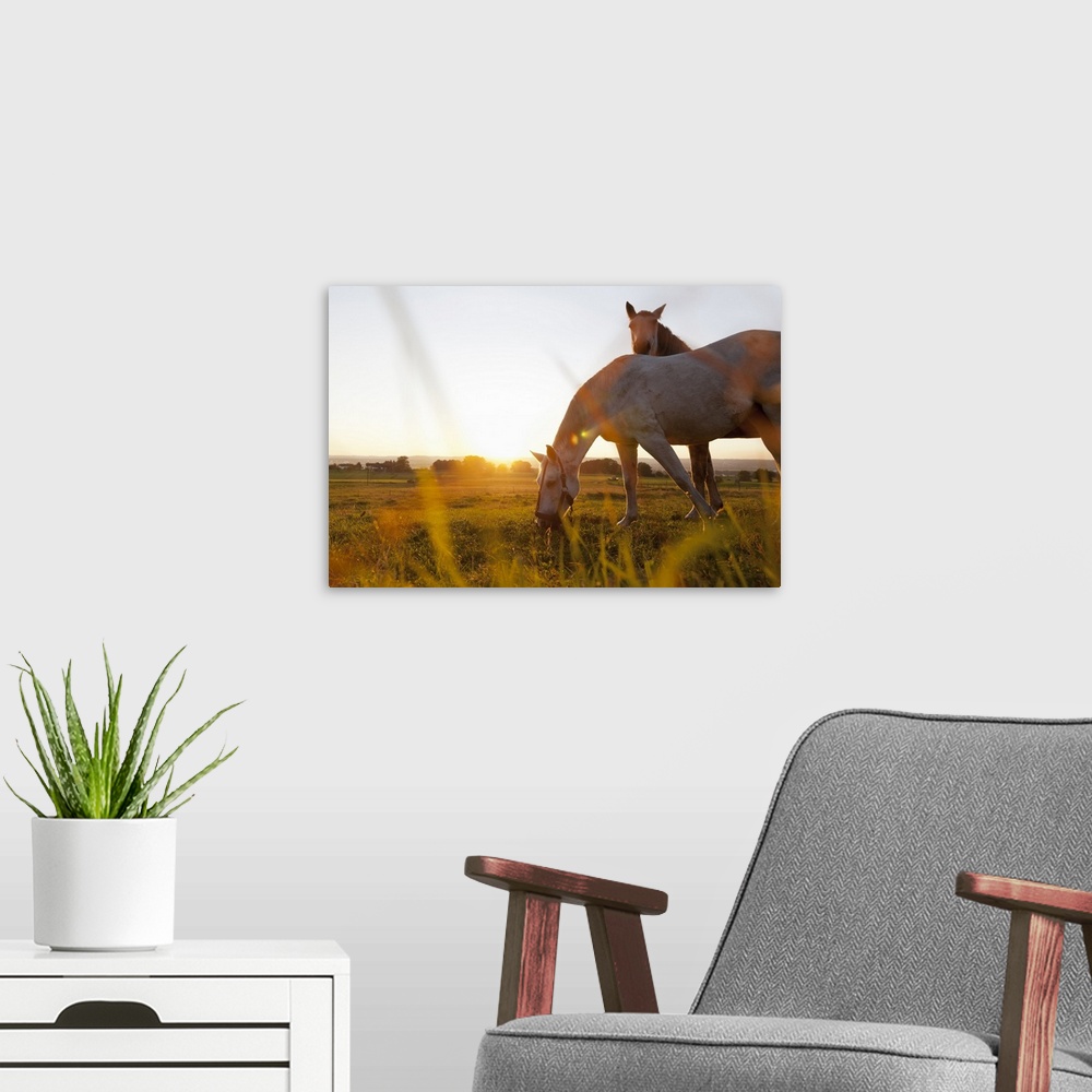 A modern room featuring Horse grazing in rural field