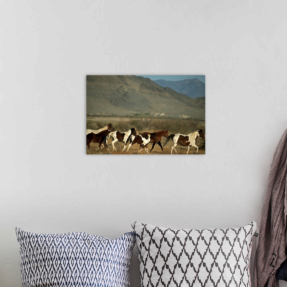 A bohemian room featuring Wild horses herd running, Amargosa valley. Nevada.