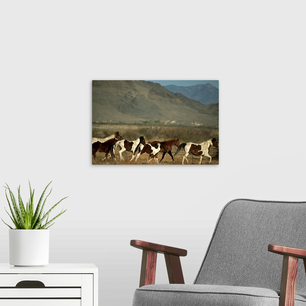 A modern room featuring Wild horses herd running, Amargosa valley. Nevada.