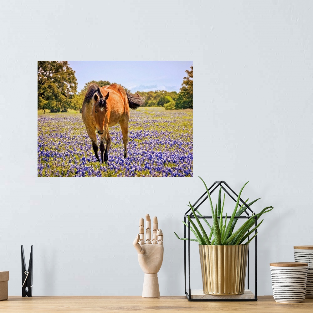 A bohemian room featuring Horse In A Field Of Texas Bluebonnets