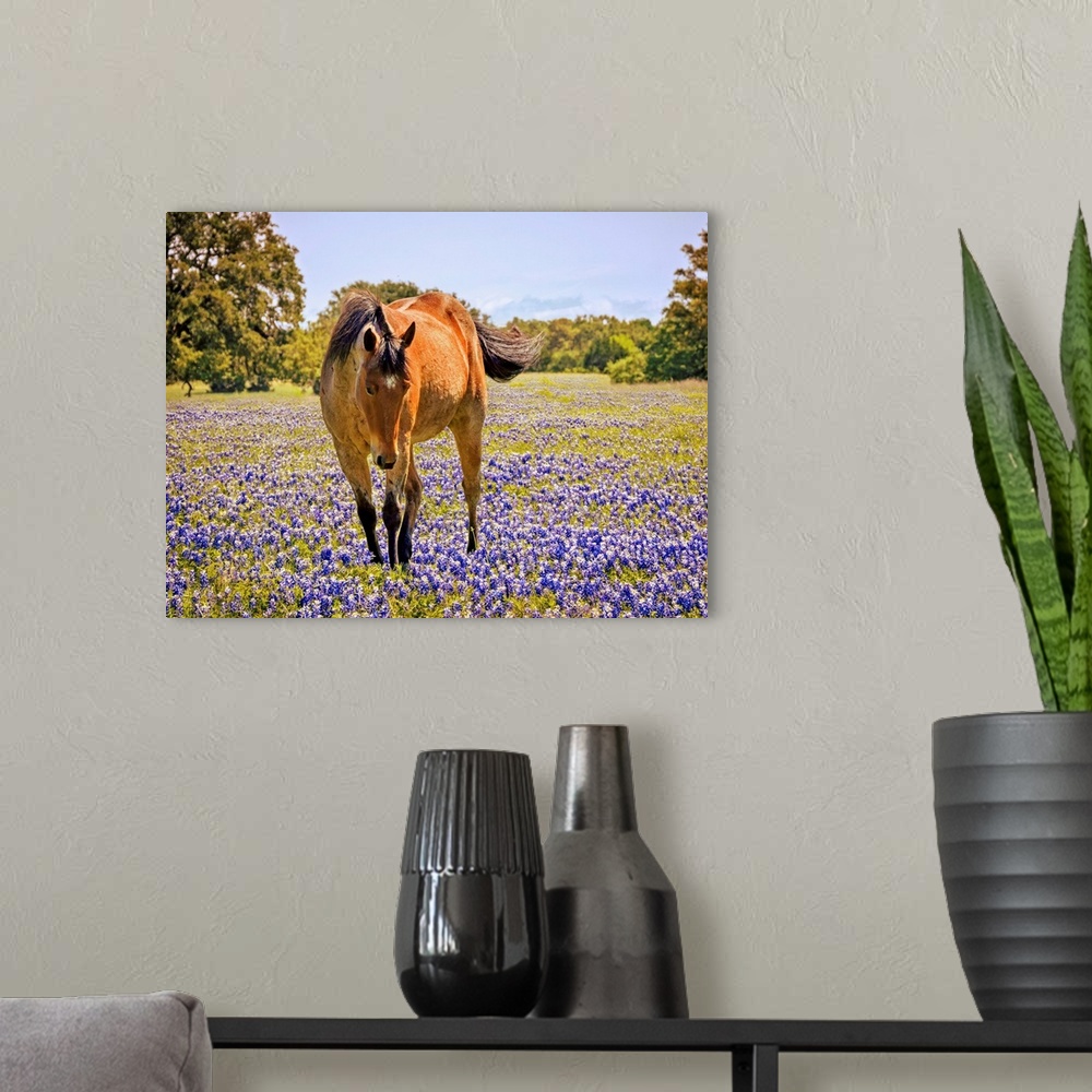 A modern room featuring Horse In A Field Of Texas Bluebonnets