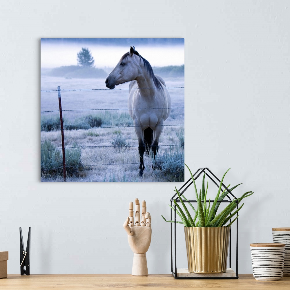 A bohemian room featuring Horse in hazy field