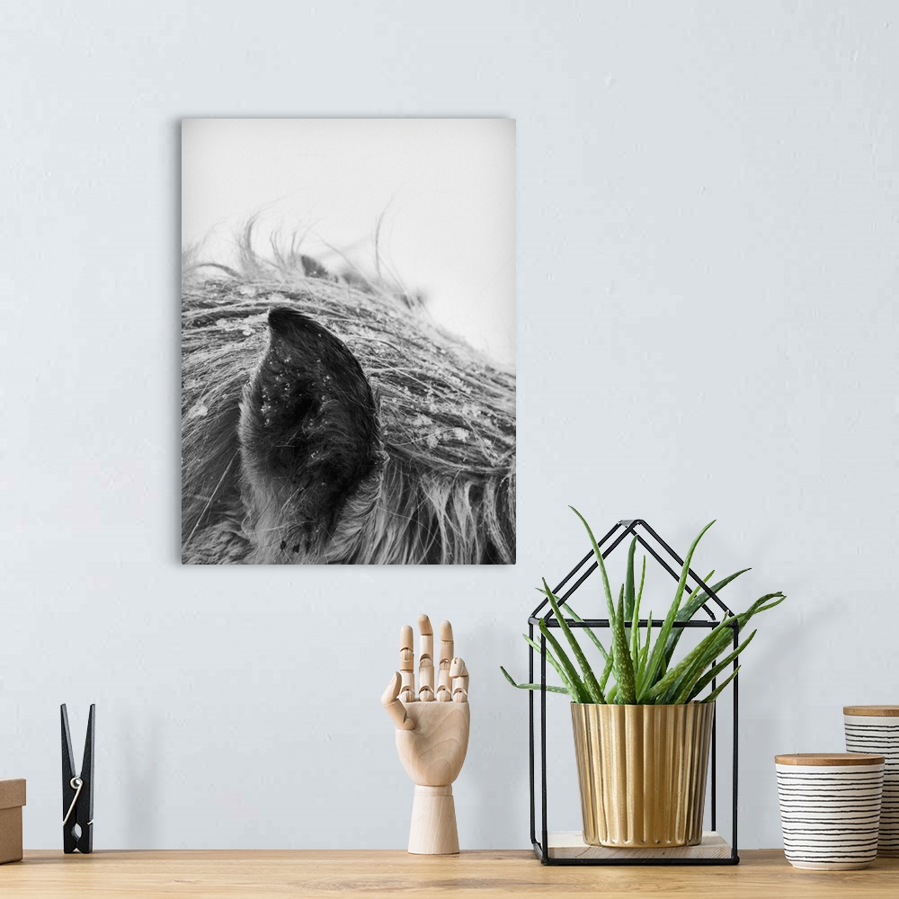 A bohemian room featuring Horse in winter, close-up of ear and mane. Black and white photo.