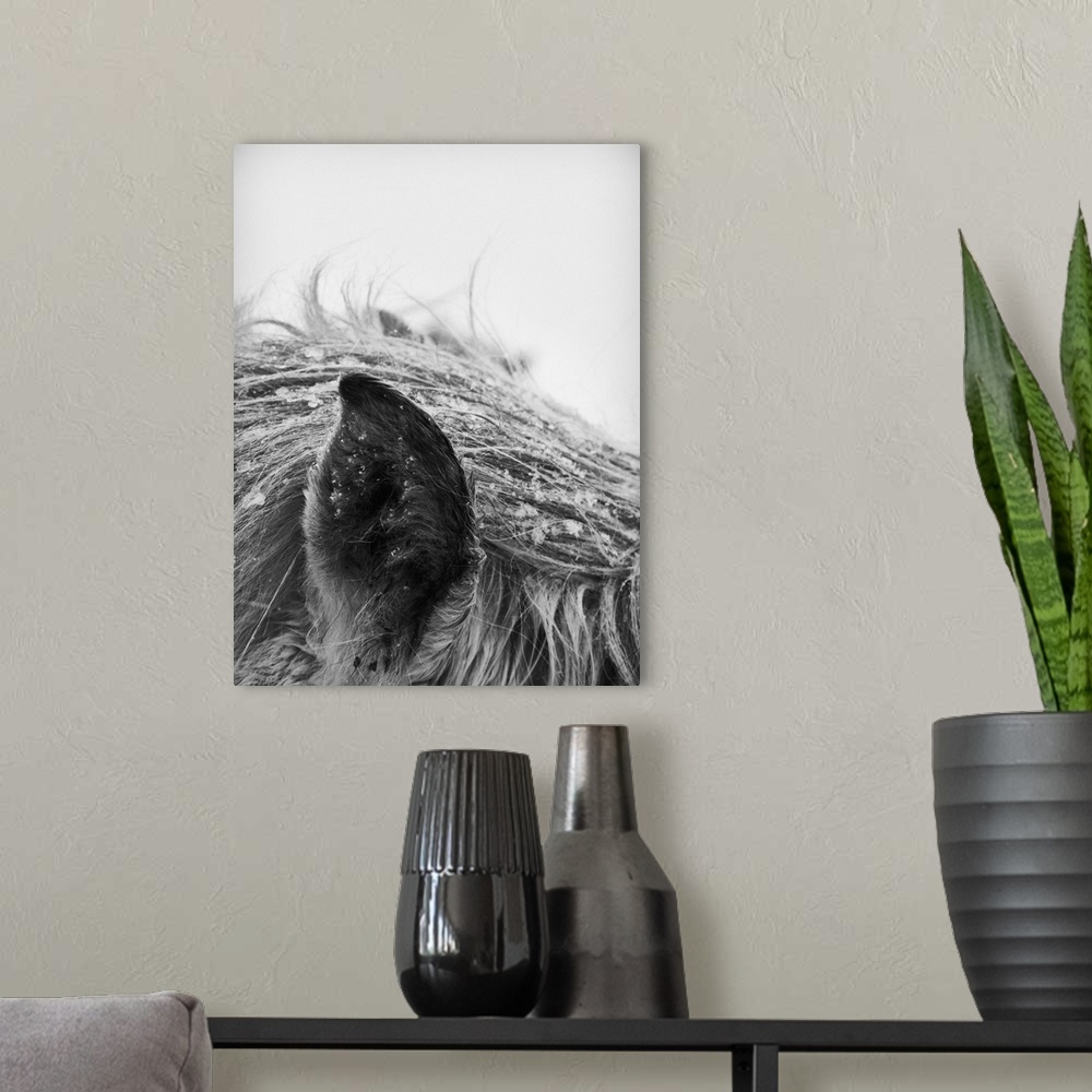 A modern room featuring Horse in winter, close-up of ear and mane. Black and white photo.