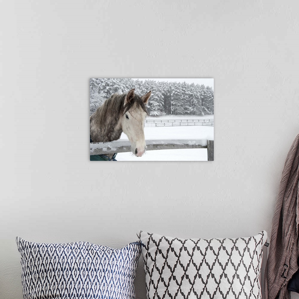 A bohemian room featuring Horse looking over fence during snow storm.