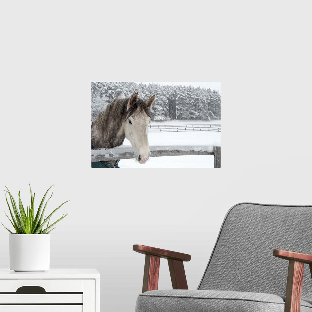 A modern room featuring Horse looking over fence during snow storm.