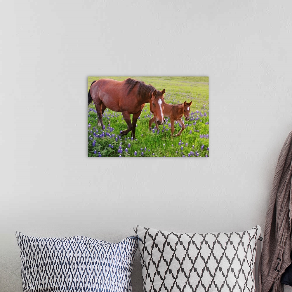 A bohemian room featuring Oversized, horizontal photograph of  a horse and a baby  trotting through a field of bluebonnets ...