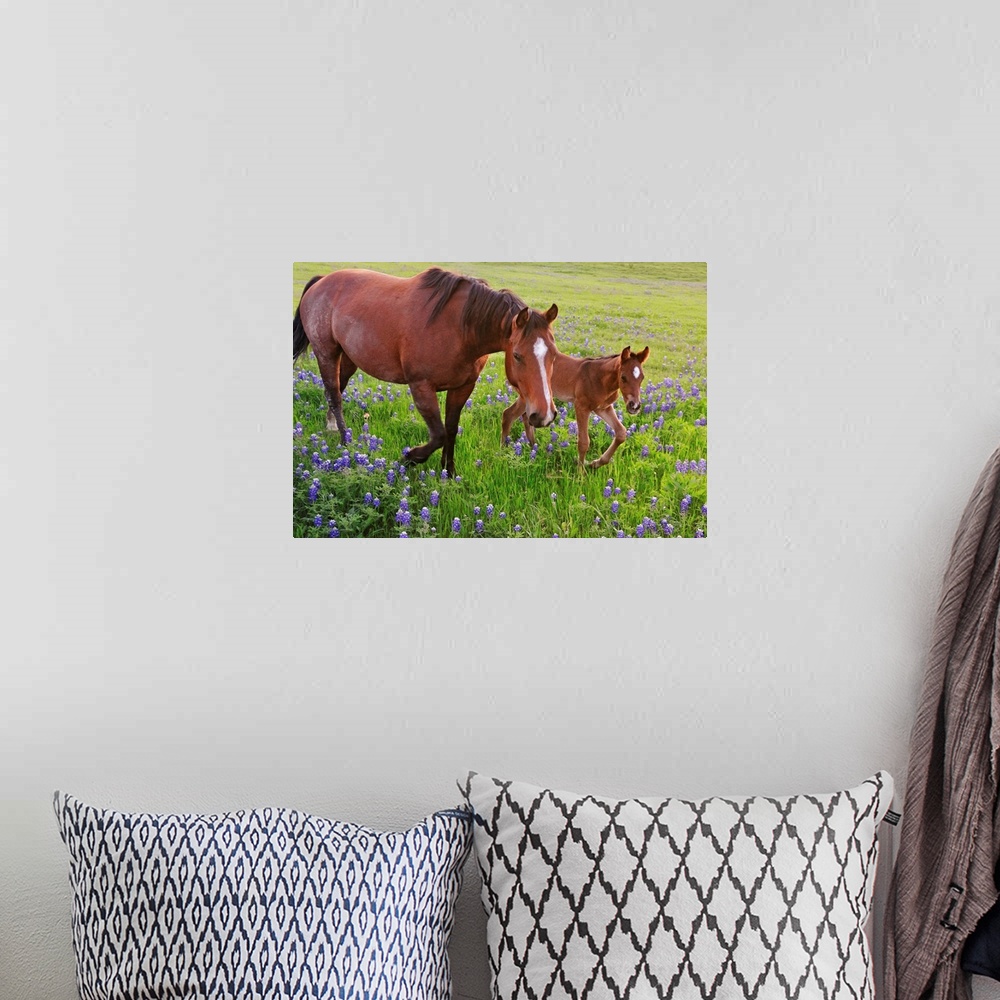 A bohemian room featuring Oversized, horizontal photograph of  a horse and a baby  trotting through a field of bluebonnets ...
