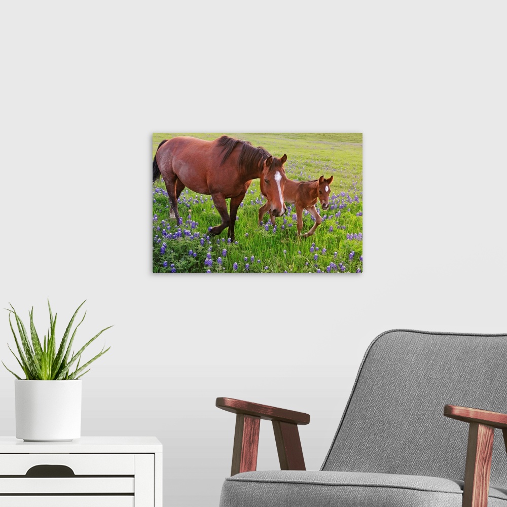A modern room featuring Oversized, horizontal photograph of  a horse and a baby  trotting through a field of bluebonnets ...