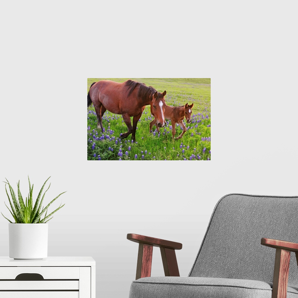 A modern room featuring Oversized, horizontal photograph of  a horse and a baby  trotting through a field of bluebonnets ...