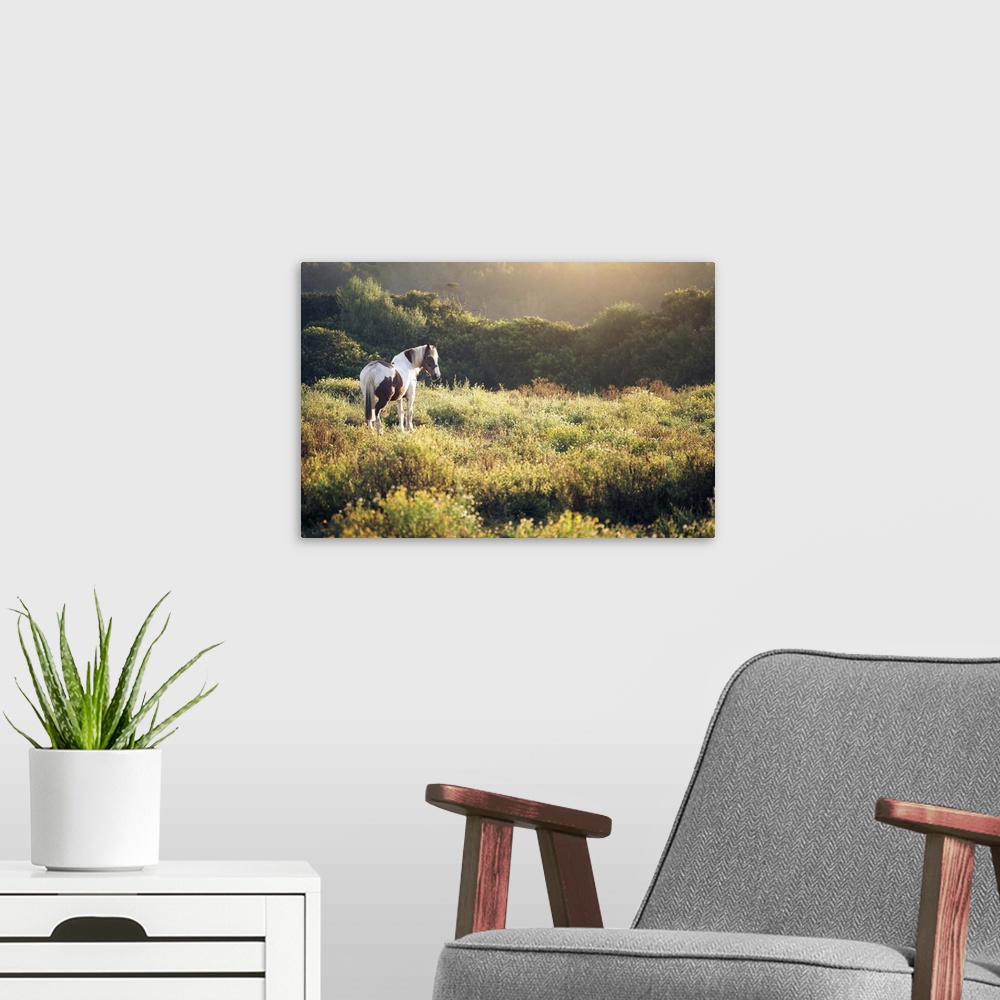 A modern room featuring Horse on meadow at sunrise.