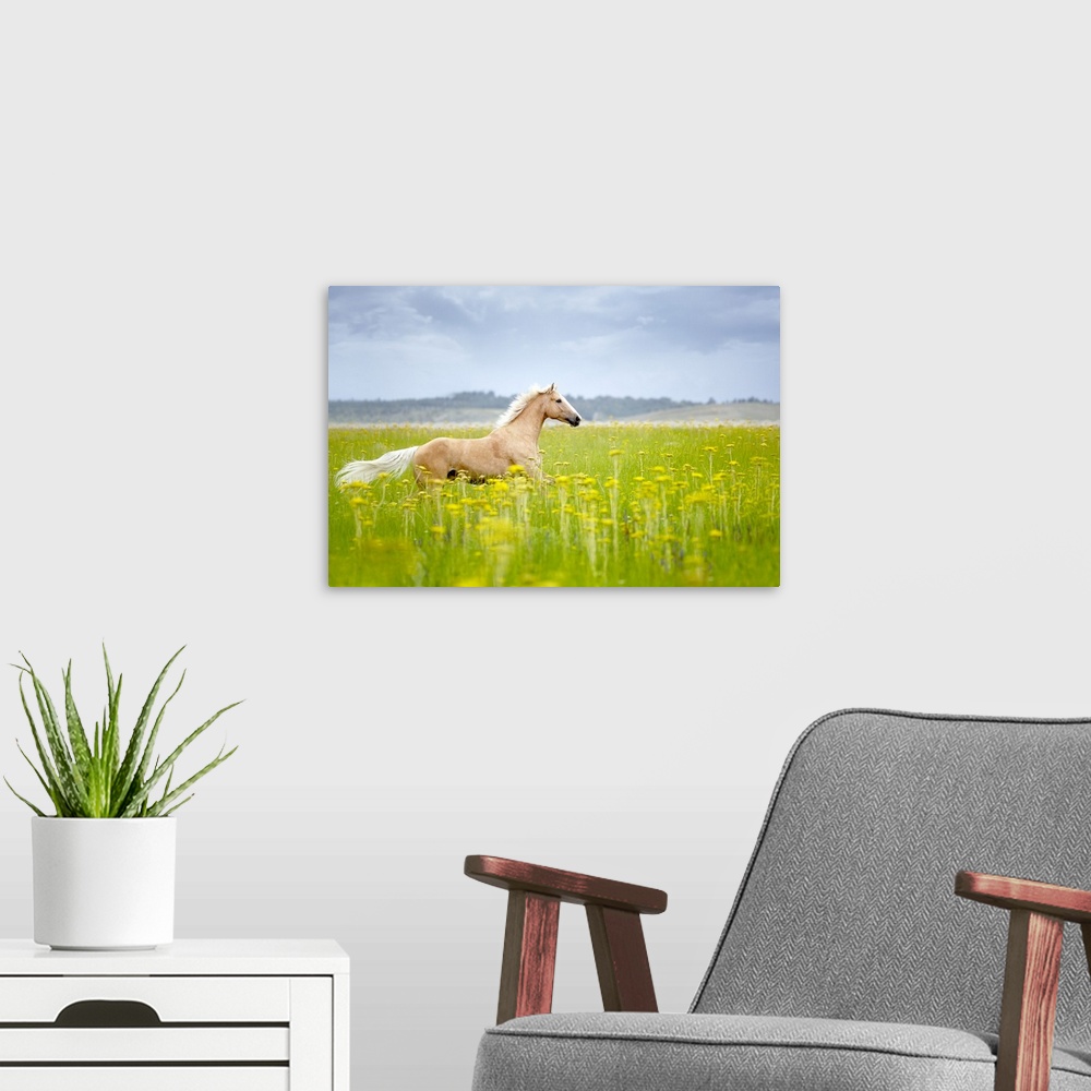 A modern room featuring Horizontal photograph on a big wall hanging of a tan horse trotting through a golden field of tal...