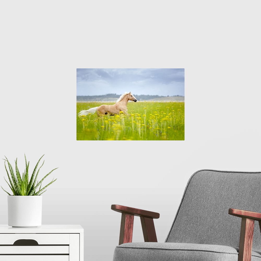 A modern room featuring Horizontal photograph on a big wall hanging of a tan horse trotting through a golden field of tal...