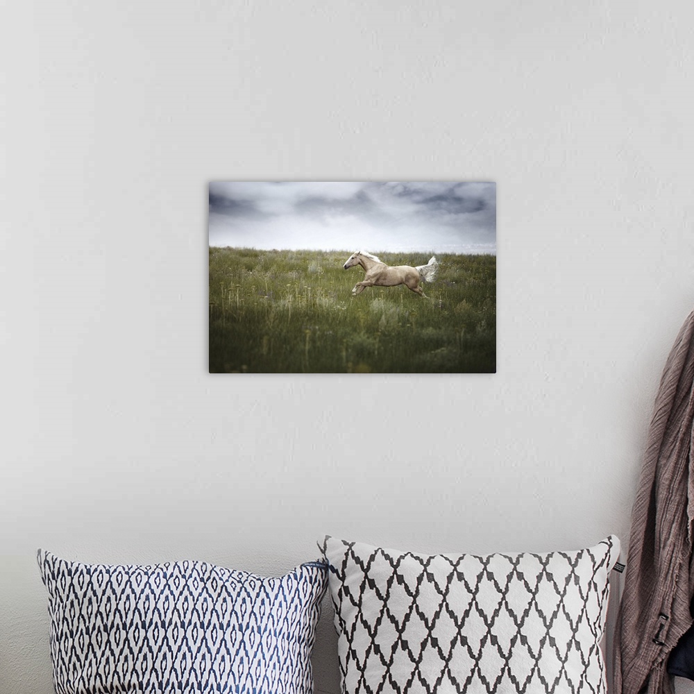 A bohemian room featuring Horse running in field with cloudy weather.
