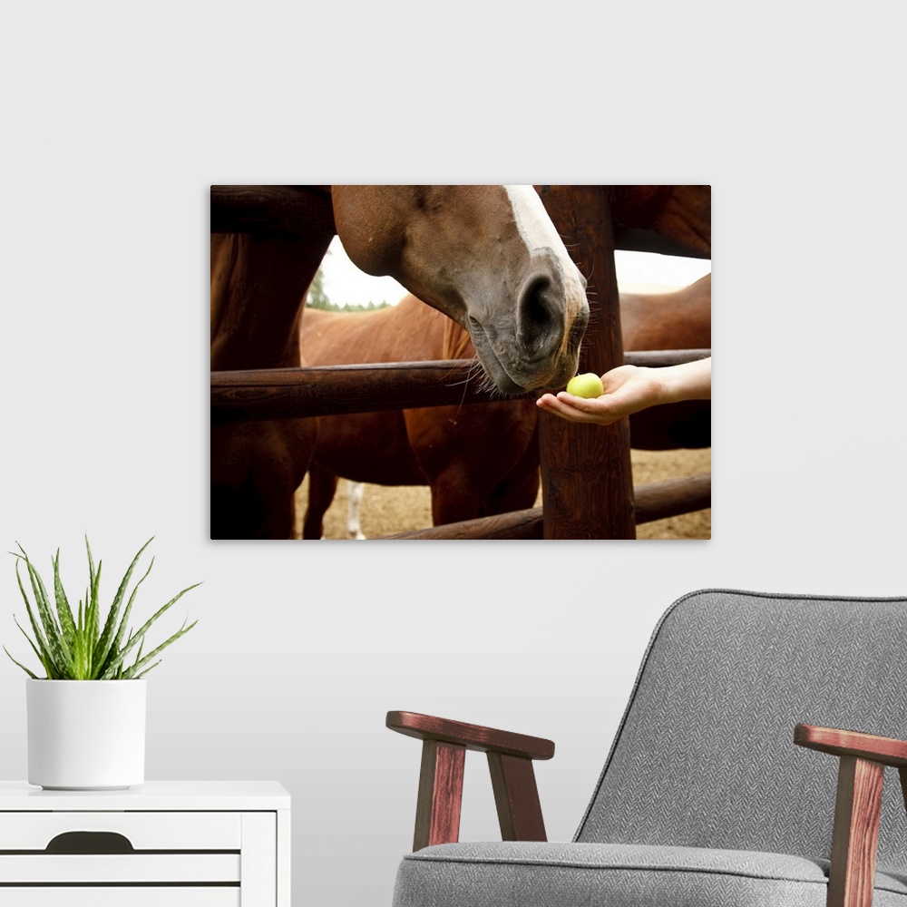A modern room featuring Hand feeding a horse an apple.
